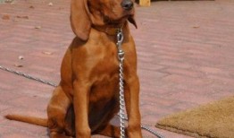 寻血猎犬爆料视频大全,视频大全中的惊险追踪瞬间